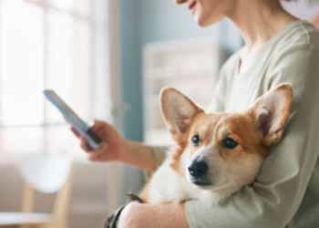 Dogfydiet.com : La Destination de Choix pour les Amoureux des Chiens en France