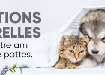 Animigo.fr : Une Référence Unique dans le Monde des Produits pour Animaux