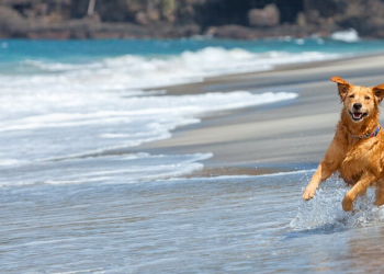 Hauptner : le partenaire des Suisses passionnés d’agriculture, d’élevage et de nature