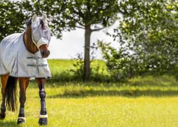 Des équipements équestres adaptés aux passionnés suisses avec reitsport.ch