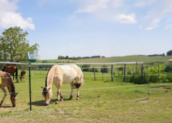 L’excellence suisse dans l’équipement équestre avec Hauptner Pferd