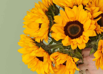 DieBlumen : Des fleurs suisses livrées avec amour et précision