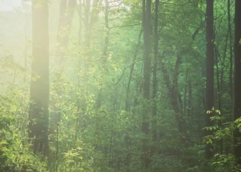 Une viande de qualité supérieure, respectueuse de la nature suisse avec Waldfleisch
