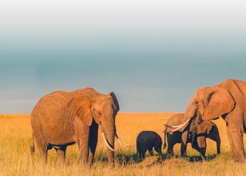 Une marque inspirée par la sagesse et la force de l’éléphant
